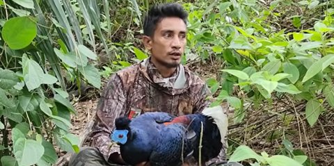 Hanya di Ladang Kelapa Sawit, Pria Ini Menemukan Burung Sempidan Biru kalimantan yang Tampil Eksotis Banyak Diburu Orang