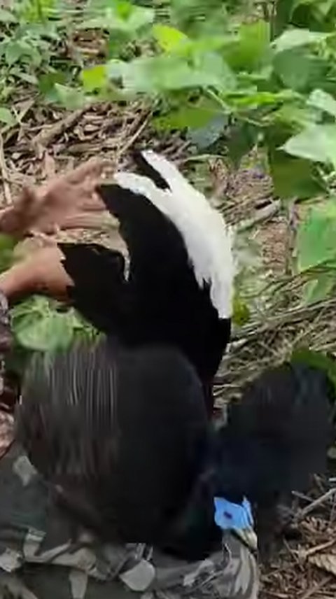 Hanya di Ladang Kelapa Sawit, Pria Ini Menemukan Burung Sempidan Biru kalimantan yang Tampil Eksotis Banyak Diburu Orang