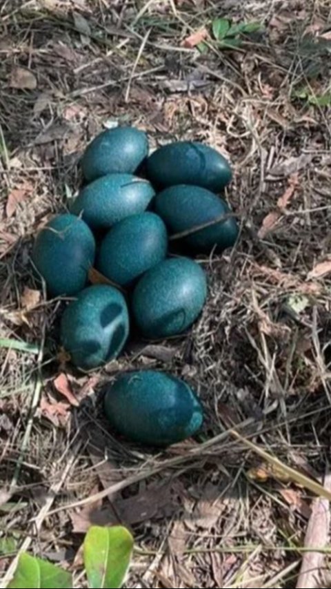 Pegawai Kehutanan Temukan 10 Butir Telur Paling Langka, Mirip Batu dengan Warna Hijau Gelap