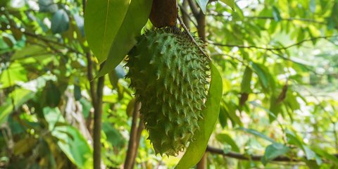 Khasiat Daun Sirsak Untuk Kesehatan Tubuh