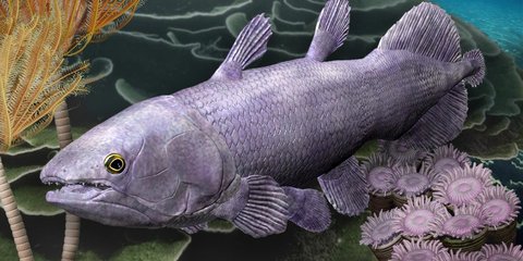 Mengguncang Teori Evolusi, Ikan Purba Ini Dijuluki Fosil Hidup Tertua di Dunia, Hidup di Perairan Indonesia