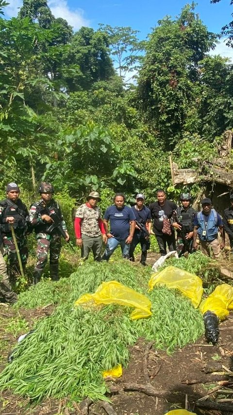 Satgas Yonif 122/TS Berhasil Amankan Lahan Ganja Seluas 600 Meter di Perbatasan RI-PNG