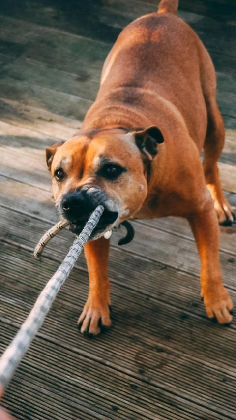 Viral Warga di Semarang Diserang Anjing Hingga Mendapat 12 Luka Jahitan