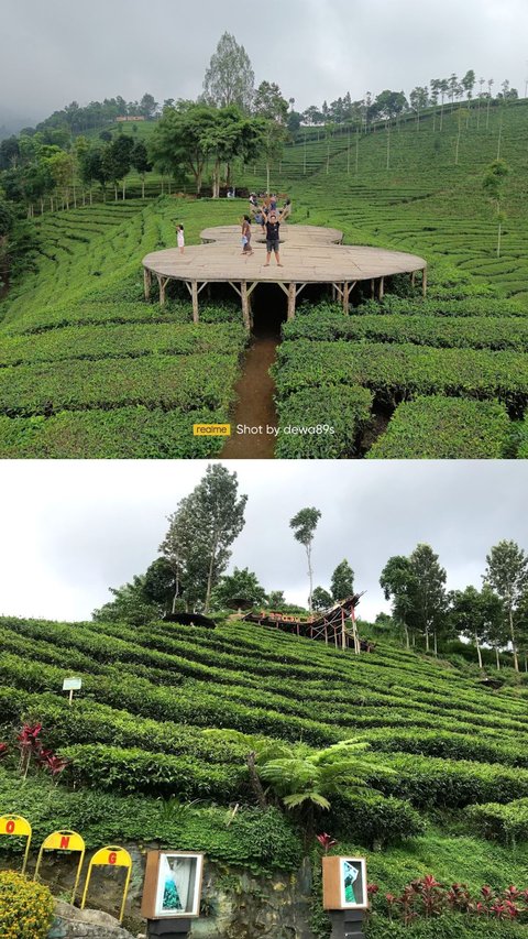 Mengunjungi Kebun Teh Sirah Kencong di Blitar, Perkebunan Kelas Dunia dengan Pemandangan Indah dan Udara Segar