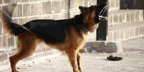 Anjing Herder Gigit Perempuan Pejalan Kaki di Semarang Sudah Disuntik Mati