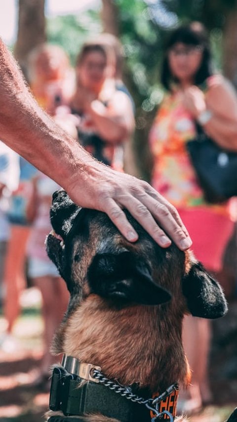 Anjing Herder Gigit Perempuan Pejalan Kaki di Semarang Sudah Disuntik Mati