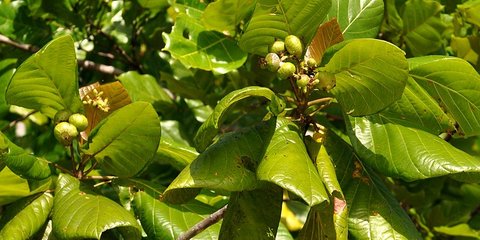 Keajaiban Daun Jati, 10 Khasiatnya untuk Kesehatan dan Cara Pengolahannya