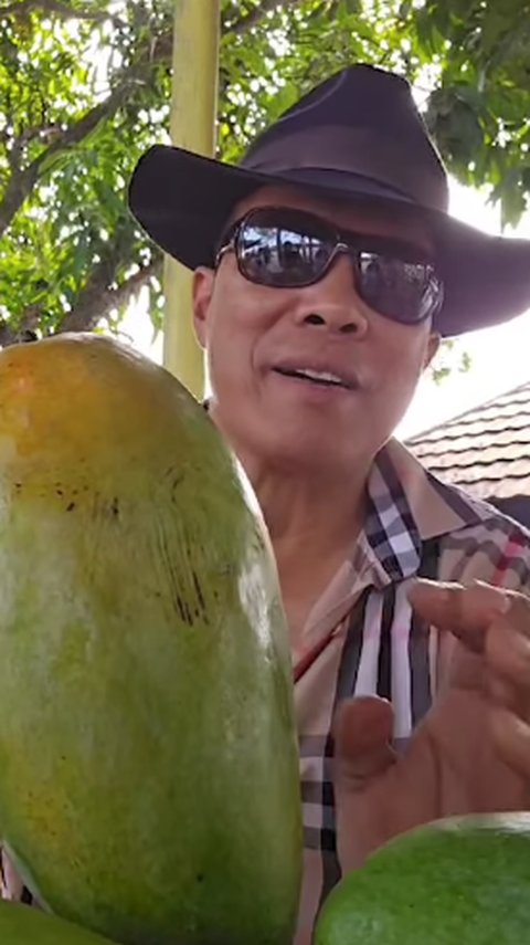 Pensiunan Jenderal Bertani Perlihatkan Mangga Sebesar Tiga Kepal Tangan, Manis Berasal dari India