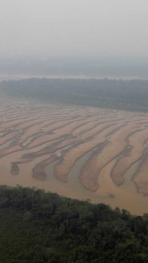 FOTO: Penampakan Air 'Menghilang' dari Anak Sungai Amazon Kala Kekeringan Parah Melanda