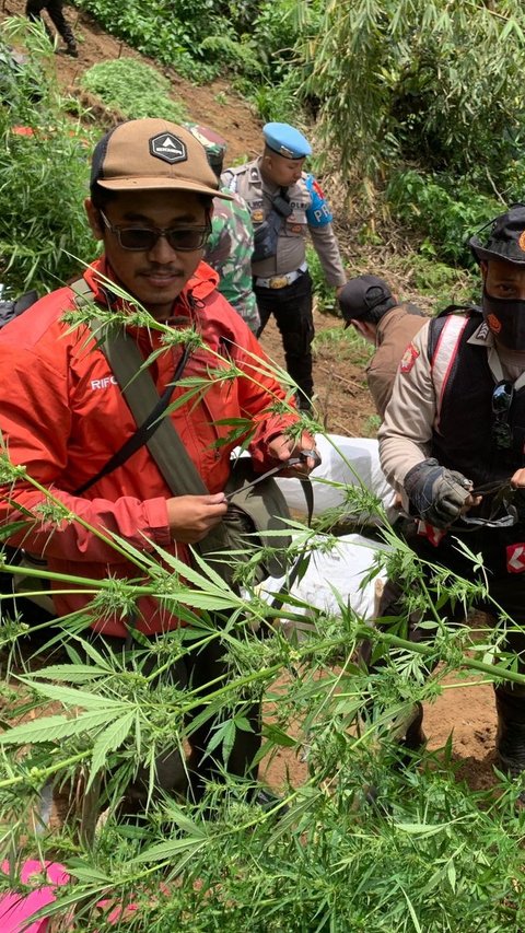 Penemuan Ladang Ganja di Lereng Gunung Semeru