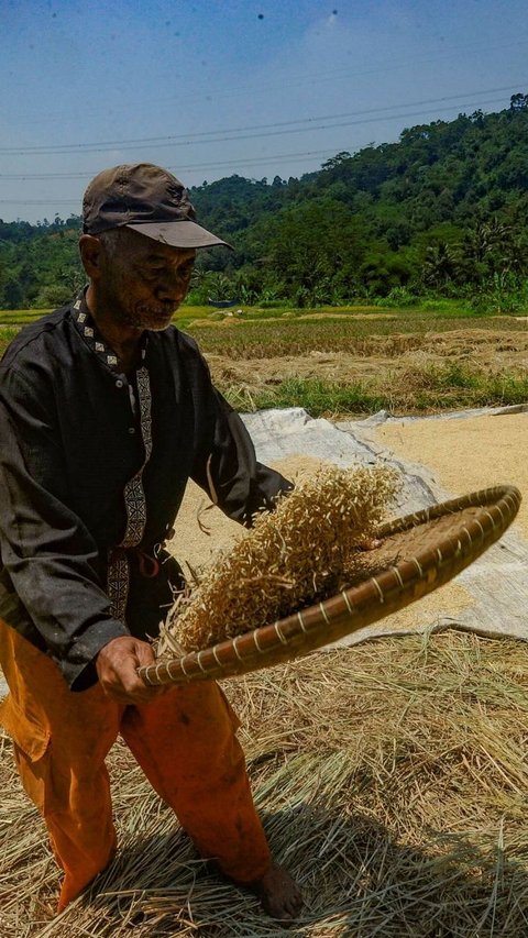 FOTO: Dua Faktor Ini Sebabkan Satu Liter Beras di Tingkat Petani Naik, Harganya Sekarang Jadi Segini