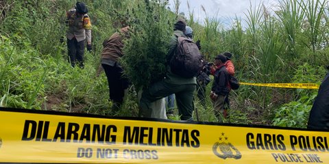 Nestapa Petani di Bromo, Diperintah Rawat Tanaman Ternyata Ladang Ganja Berujung Bui