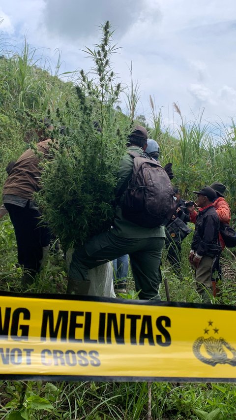 Nestapa Petani di Bromo, Diperintah Rawat Tanaman Ternyata Ladang Ganja Berujung Bui