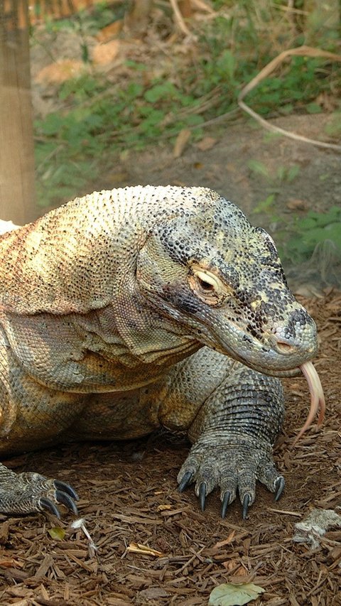 Fakta Komodo, Hewan Endemik Indonesia yang Terancam Punah