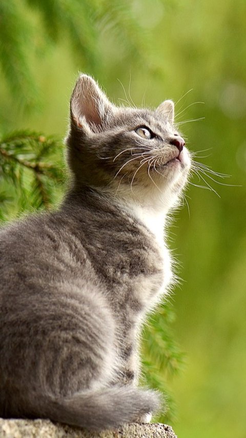 8 Cara agar Tidak Takut Kucing,  Latihan Bertahap hingga Terapi Eksposur