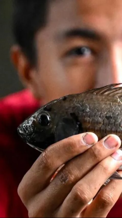 Thailand Panik, Serbuan Ikan 'Alien' Rusak Lingkungan dan Ekonomi, Sudah Menyebar di 17 Provinsi