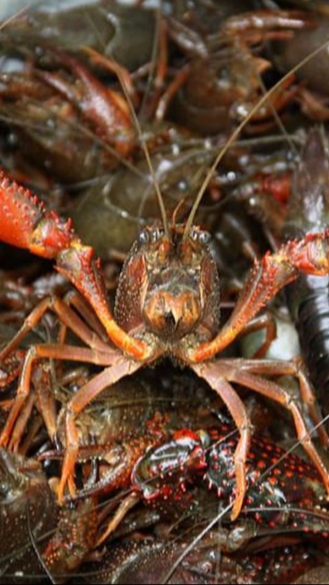 Ekonomi Makin Sulit, Warga AS Ogah Beli Udang karena Mahal