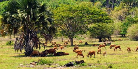 Sejarah Alas Purwo, Keadaan Biologis, dan Fakta Menariknya