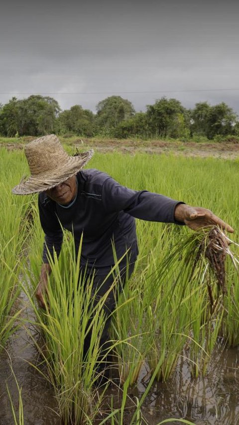 Wamentan Sudaryono: Pemerintah Berkomitmen Beri Perlindungan Petani Lewat AUTP