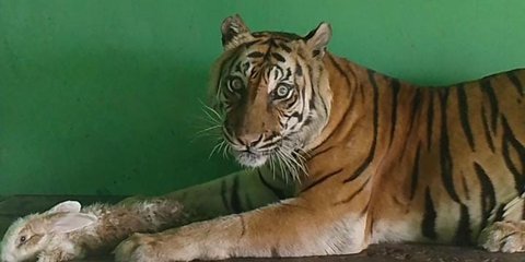 Harimau Sumatera Kembali Ditemukan Mati di Medan Zoo, Ada Benjolan Berisi Cairan di Hati