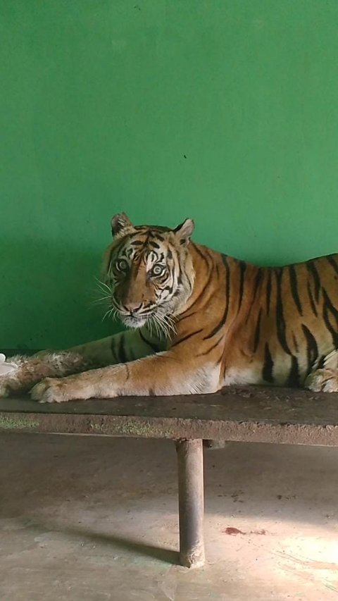 Harimau Sumatera Kembali Ditemukan Mati di Medan Zoo, Ada Benjolan Berisi Cairan di Hati