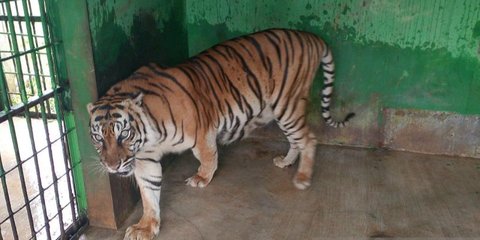 Harimau di Medan Zoo Mati, Total 6 Ekor Dalam 2 Tahun