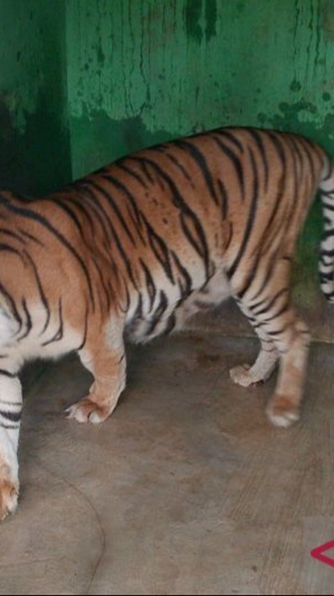 Harimau di Medan Zoo Mati, Total 6 Ekor Dalam 2 Tahun