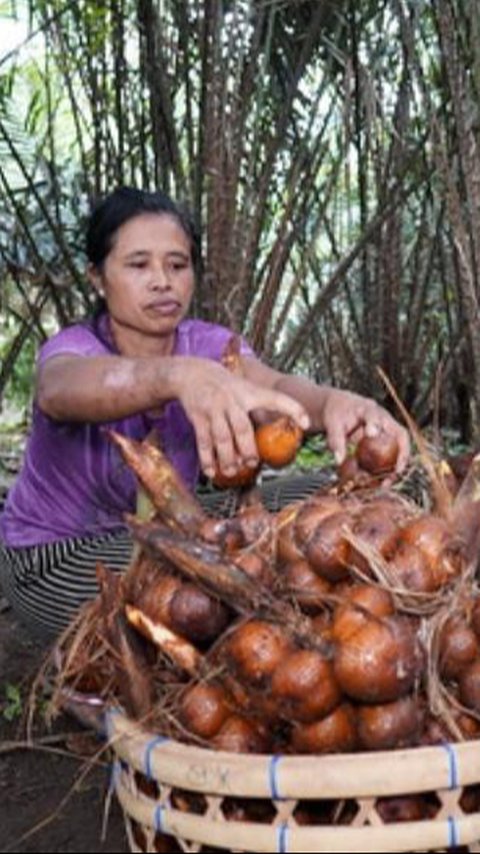 Membanggakan, FAO Tetapkan Agroforestri Salak Indonesia Sebagai Warisan Pertanian Dunia