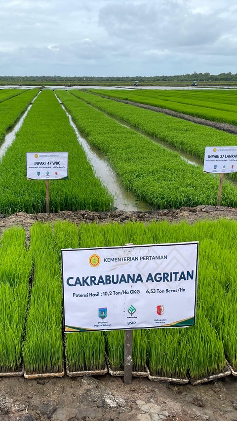 Akademisi UGM Yakin Program Cetak Sawah di Merauke Berhasil