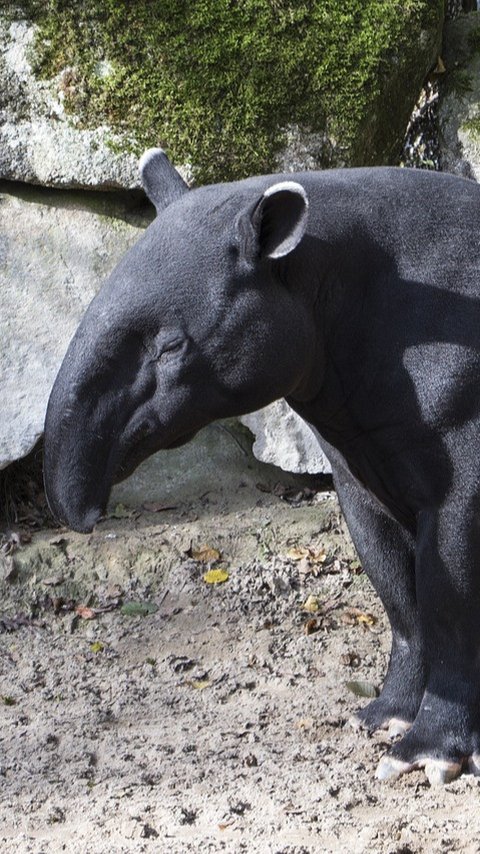 Tapir Raksasa Pernah Viral Masuk Lantai 2 Rumah Warga, Sering Dikira Babi Ngepet Ternyata Hewan Langka Asli Indonesia