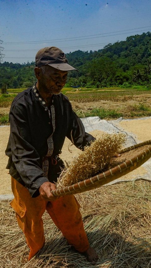 Membangun Kemandirian Sistem Pangan, Anggota DPR Herman Khaeron Serukan Diversifikasi Pangan