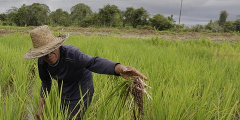 Miris! Gara-Gara Ini Pendapatan Petani di Indonesia Kurang dari Rp16.000 Sehari