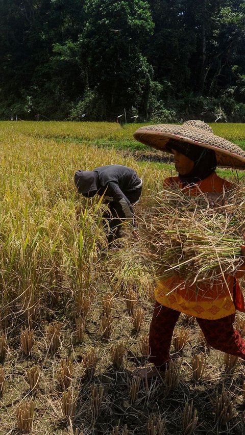 Miris! Gara-Gara Ini Pendapatan Petani di Indonesia Kurang dari Rp16.000 Sehari