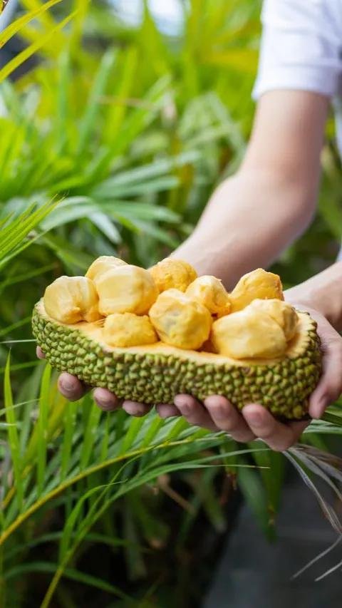 Serupa Tapi Tak Sama: Perbedaan Nutrisi dan Manfaat Kesehatan Nangka dan Cempedak