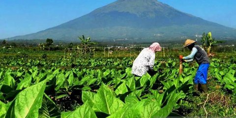 DPR Beberkan Dampak Buruk Wacana Aturan Kemasan Rokok Polos Tanpa Merek