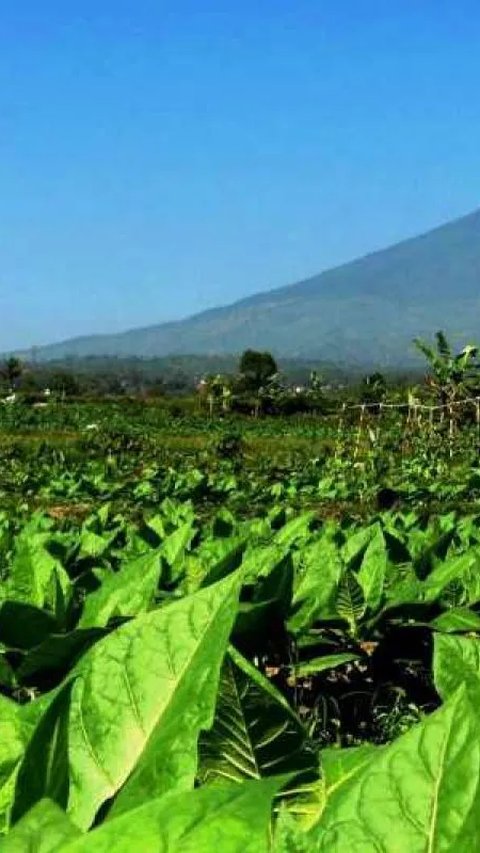 DPR Beberkan Dampak Buruk Wacana Aturan Kemasan Rokok Polos Tanpa Merek