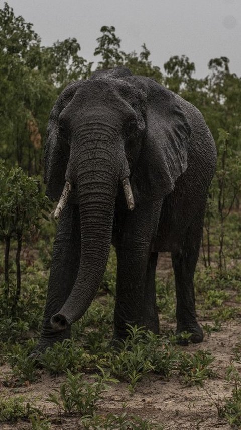 Kronologi Gajah di Bali Safari Ngamuk, Seruduk Pegawai Berkali-kali Hingga Tewas