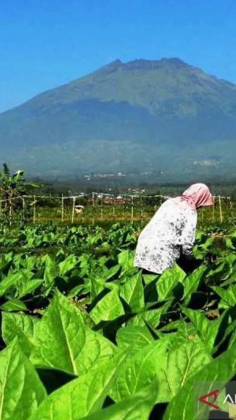 Industri Tembakau Bertahan di Tengah Gempuran Investasi Asing, DPR: Jangan Dianaktirikan dan Ditekan