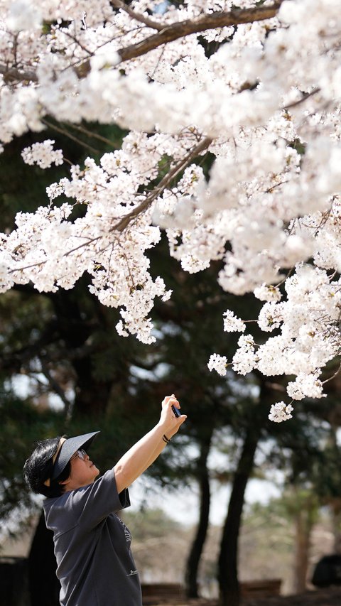 Kabar Gembira, Maskapai Ini Beri Tiket Gratis Keliling Jepang Bagi Wisatawan Indonesia, Catat Syaratnya