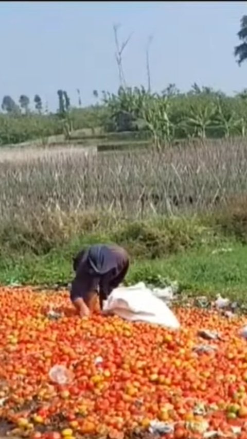 Hanya Terima Rp700 Per Kilogram, Petani Tomat di Garut 'Berduka' Buang Hasil Panen di Pinggir Jalan