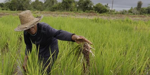 Dirut Pupuk Indonesia: Petani Milenial Pemegang Saham Utama Indonesia Emas 2045