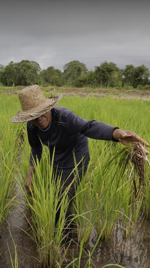 Dirut Pupuk Indonesia: Petani Milenial Pemegang Saham Utama Indonesia Emas 2045