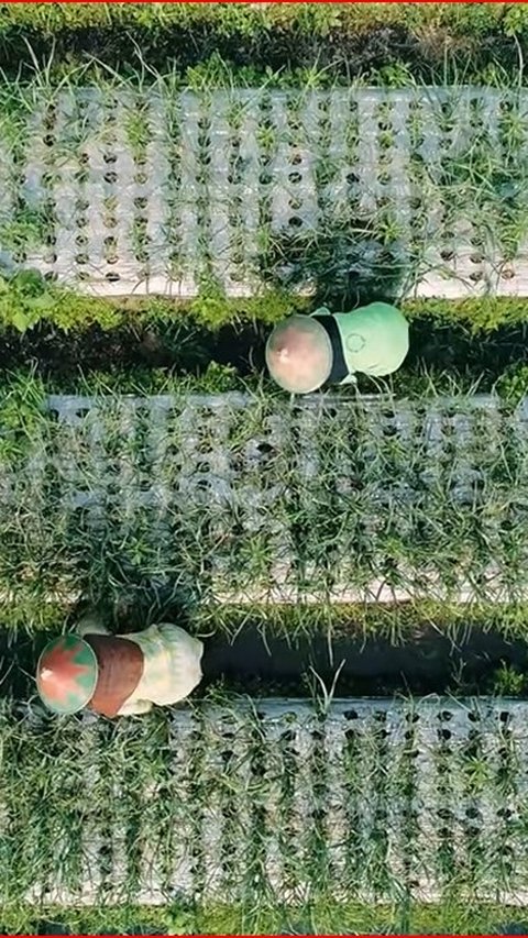 Kehidupan Para Petani Bawang Putih di Jateng, Masih Dikelola Tradisional Demi Hasil Panen Berkualitas