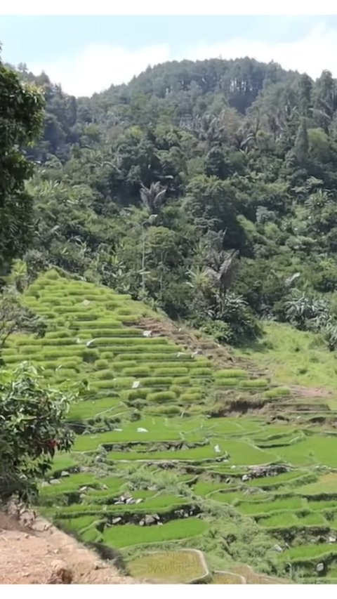 Potret Rumah di Garut dengan Pemandangan Terasering Bak Surga, Keindahannya Bikin Terpana