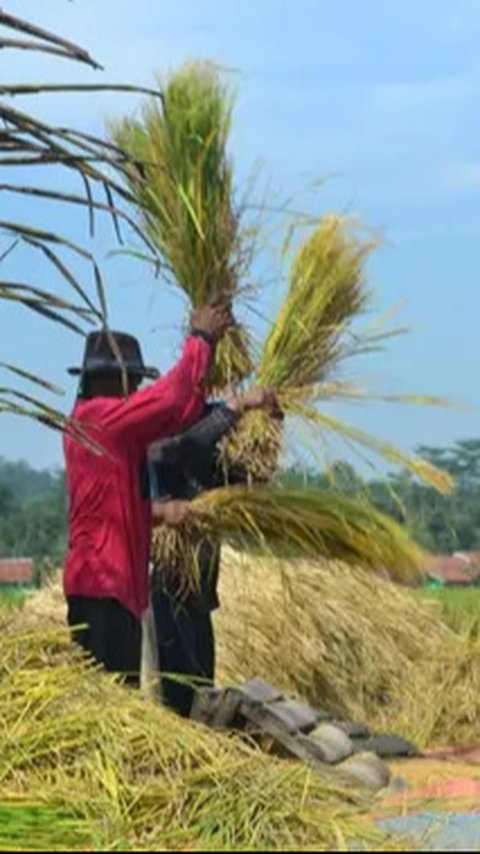 Petani Indonesia Tetap Miskin Meski Harga Pangan di Pasar Terus Naik, Pendapatan Setahun Cuma Rp5,4 Juta