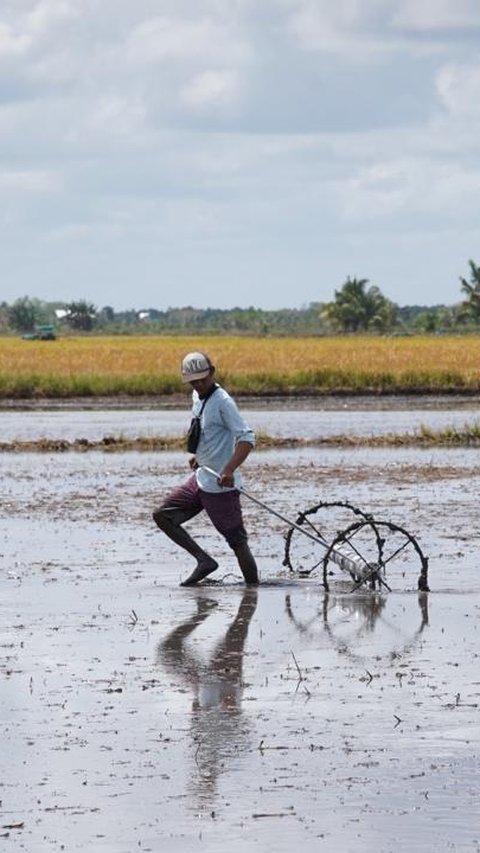 Kementan Rampungkan Opla Rawa 40 Ribu Ha di Merauke