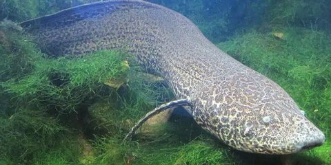 Ini Ikan Tertua di Dunia yang Hidup di Akuarium, Usianya Lebih dari 100 Tahun