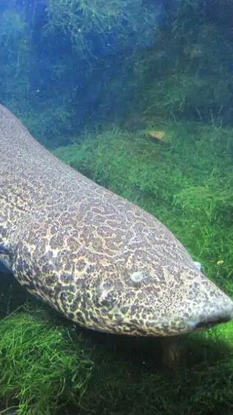 Ini Ikan Tertua di Dunia yang Hidup di Akuarium, Usianya Lebih dari 100 Tahun