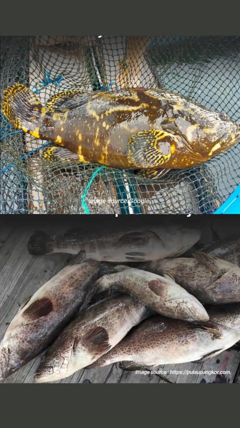 Mengenal Kampung Kerapu Lamongan, Gudangnya Ikan Segar yang Wajib Dikunjungi