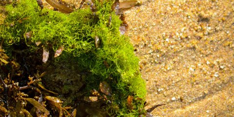 10 Manfaat Sea Moss untuk Kesehatan, Dukung Sistem Kekebalan Tubuh